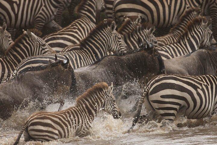 4 dagar Masai Mara Gnu Migration Safari Land Cruiser Jeep