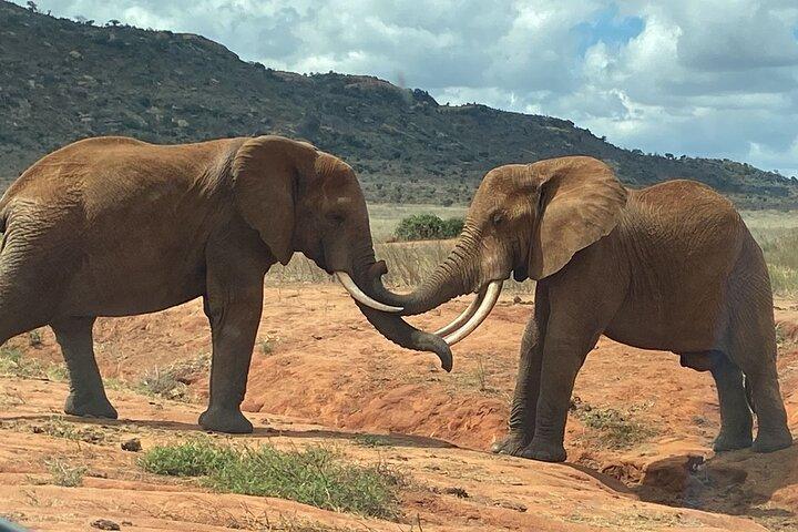 Tsavo Ost Safari 1 Tagesausflug von Mombasa oder Diani