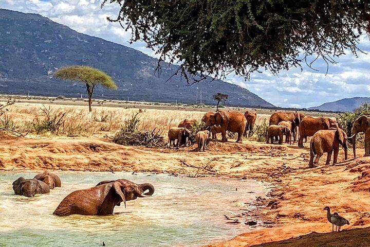 Tsavo Ost Safari 1 Tagesausflug von Mombasa oder Diani