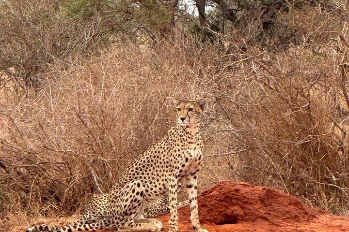 Tsavo Ost Safari 1 Tagesausflug von Mombasa oder Diani