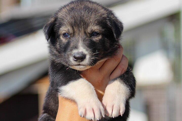 ハスキーの暮らし、犬舎ツアー、夏のハスキー乗馬
