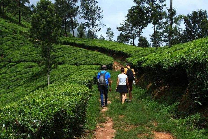 ムンナール1日茶園小旅行、無料送迎。
