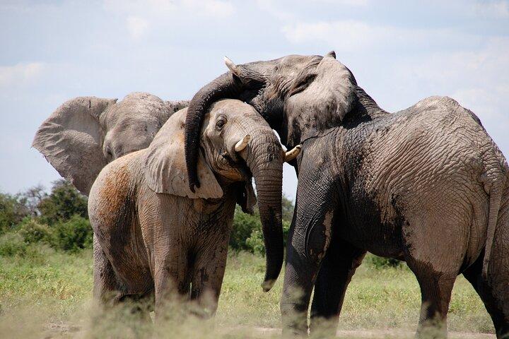 5 dagars Nairobi-dagstur och Amboseli National Park Safari