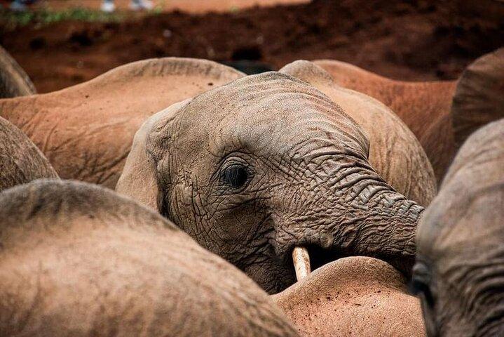 Giraffe Centre with Elephant Orphanage visit