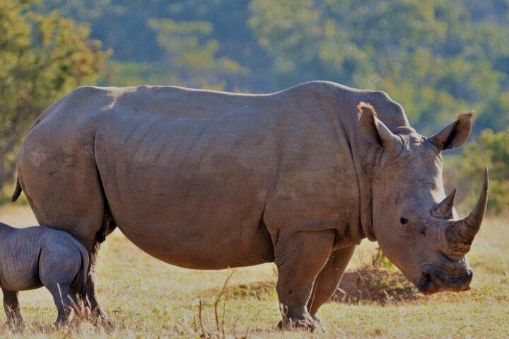 Cape Town to Big 5 Safari Reserve Full-Day Tour