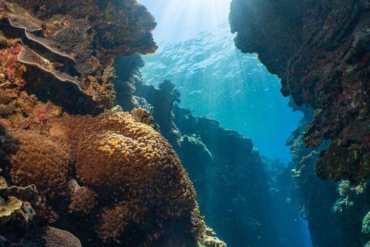 Tour de arrecife con buceo desde Cairns, pontón con actividades