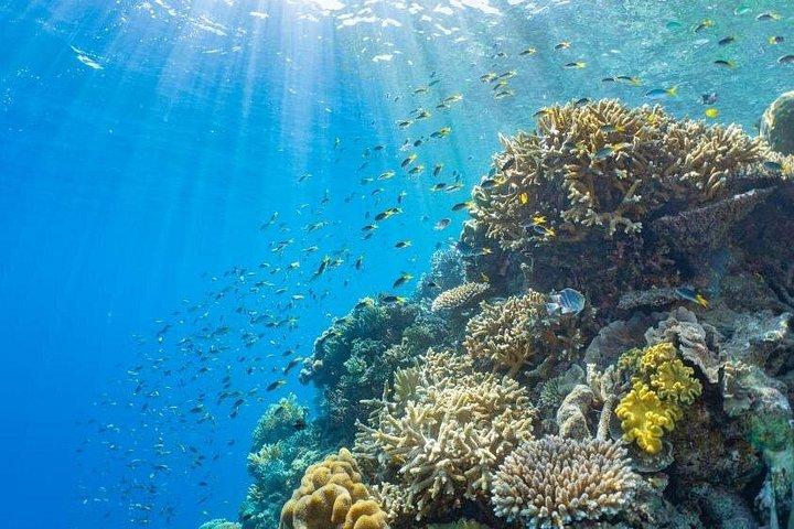 SCUBA Dive the Great Barrier Reef + Activities from Cairns