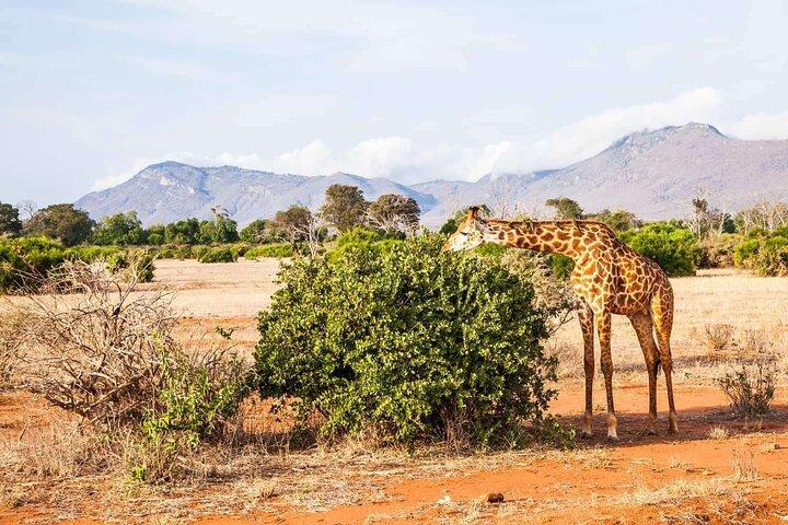 モンバサ発ツァボ西部・東部公園への3日間プライベートサファリ