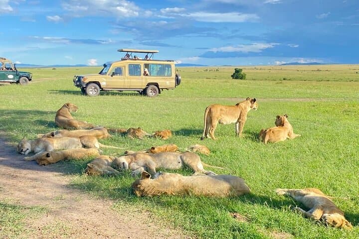 4 Day Safari to Maasai Mara and Nakuru in a Land Cruiser Tour