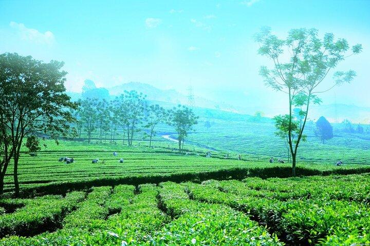 Privé Sapa Motortour - Tea Hill