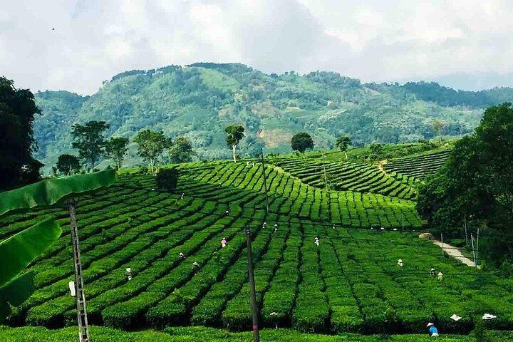 Privé Sapa Motortour - Tea Hill