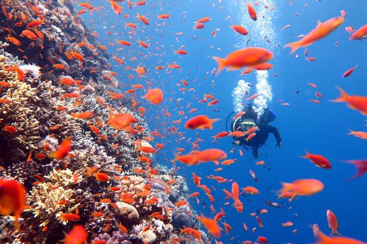 Scuba Diving Refresher(3 dives)