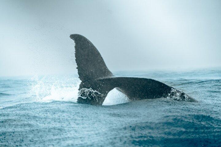 バイアマラガ: カリでザトウクジラウォッチング-コロンビア