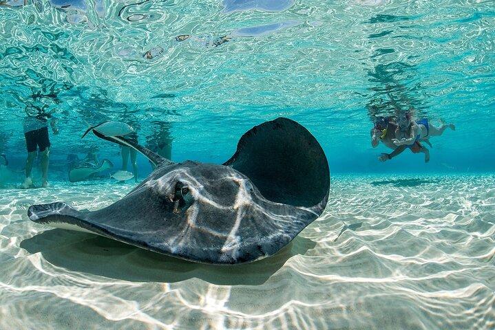 Cayman Combo Tour: Stingrays, Starfish Point og Crystal Caves