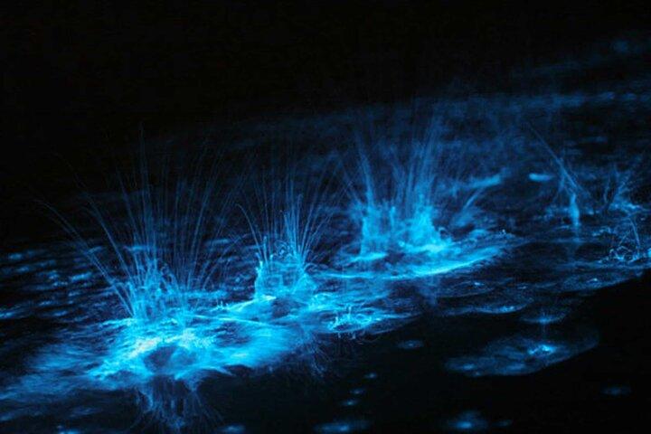 Expérience de bioluminescence à Grand Cayman