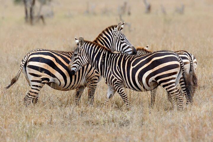 Amazing Safari at Game Reserve in Cape Town - see the Big5