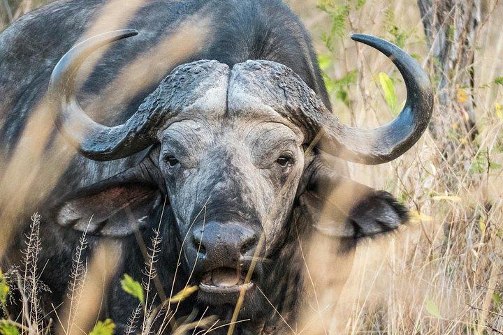 ケープタウンの動物保護区で驚きのサファリ-ビッグ5を見る