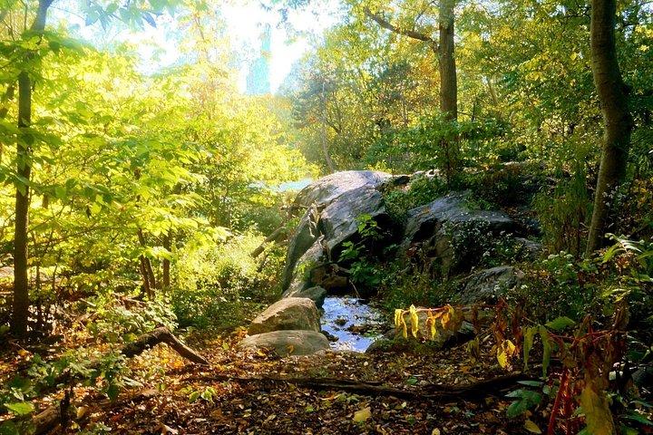 Central Park Guided Walking Tour: Landmarks & Hidden Gems