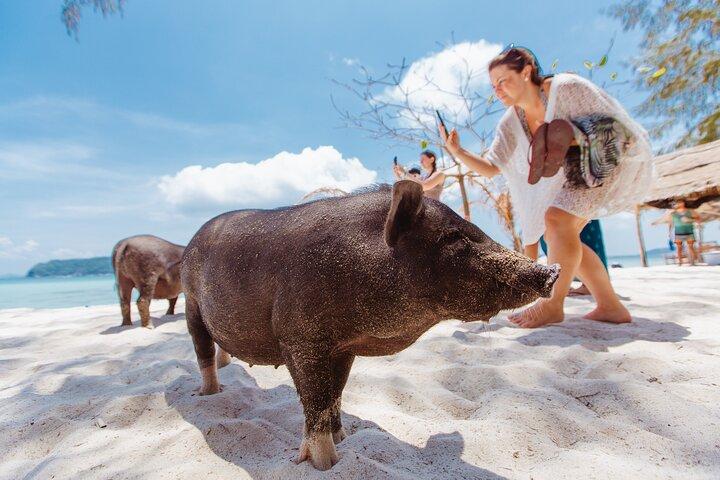 サムイ島からスピードボートでピッグアイランドでの豚の餌やり、カヤック、シュノーケリング旅行