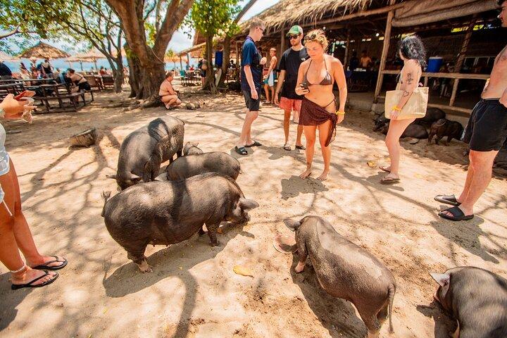 サムイ島からスピードボートでピッグアイランドでの豚の餌やり、カヤック、シュノーケリング旅行