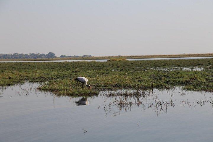 Chobe Extended Day Trip from Victoria Falls - Small Group