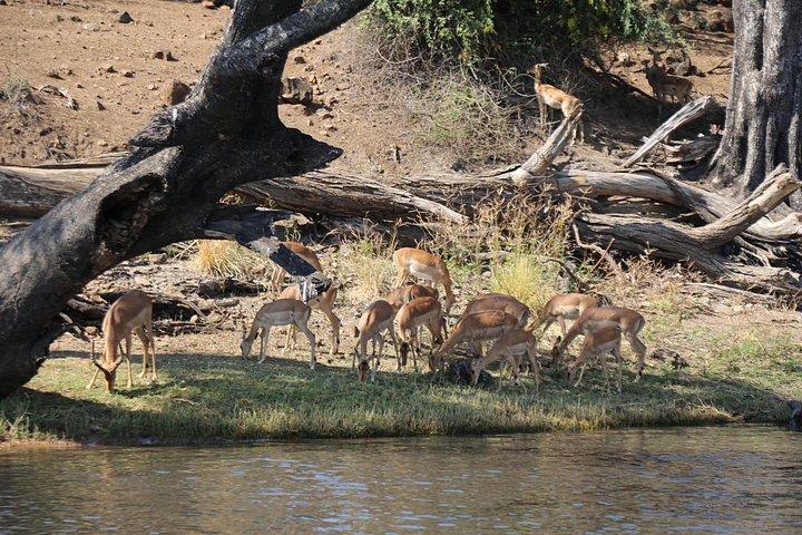 Chobe Extended Day Trip from Victoria Falls - Small Group