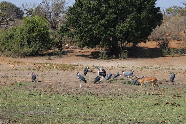Chobe Extended Day Trip from Victoria Falls - Small Group
