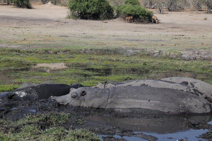 Safari d'une journée en petit groupe au parc national Chobe depuis Victoria Falls