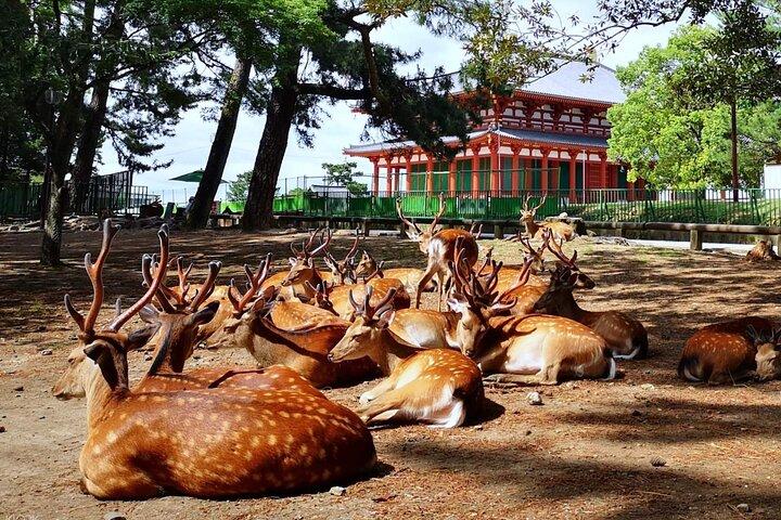 Nara, Todaiji Temple og Kuroshio Market One Day Tour fra Osaka