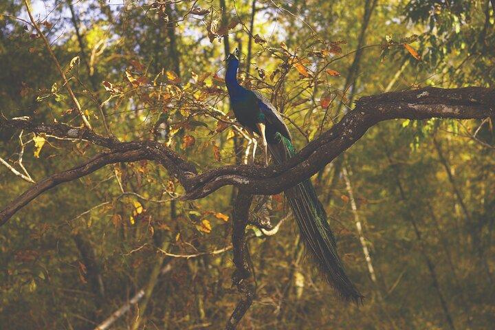 クマラクム自然逃避行 – バックウォーター、野鳥保護区、ココナッツラグーン