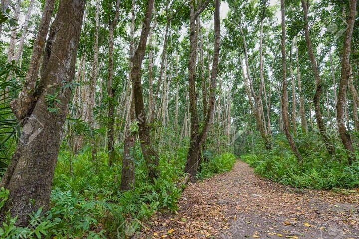 Full-day Tour Mnemba Jozani Forest Kuza Cave Paje Beach The Rock