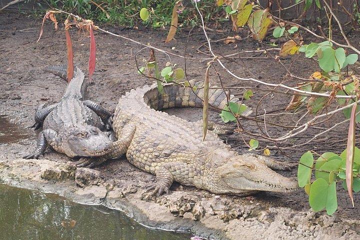 Visit to the Everglades in French