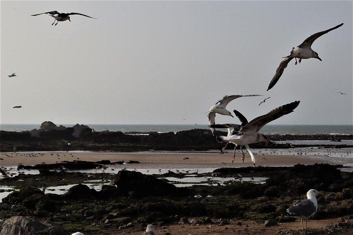 Privat guidet Essaouira-dagstur