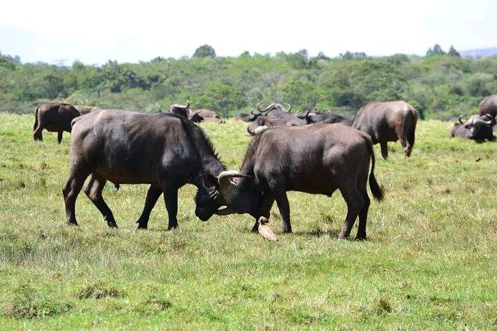Dagtur til Arusha nationalpark