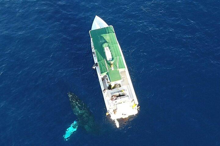 Observation privée des baleines à bosse et dauphins