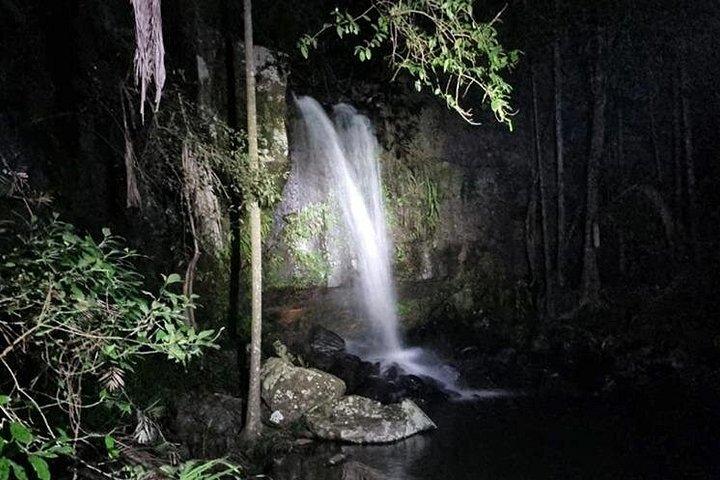 Gold Coast Glow Worm Night Tour With Chinese Speaking Guide