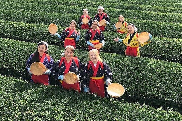 埼玉県狭山市の茶園ツアー
