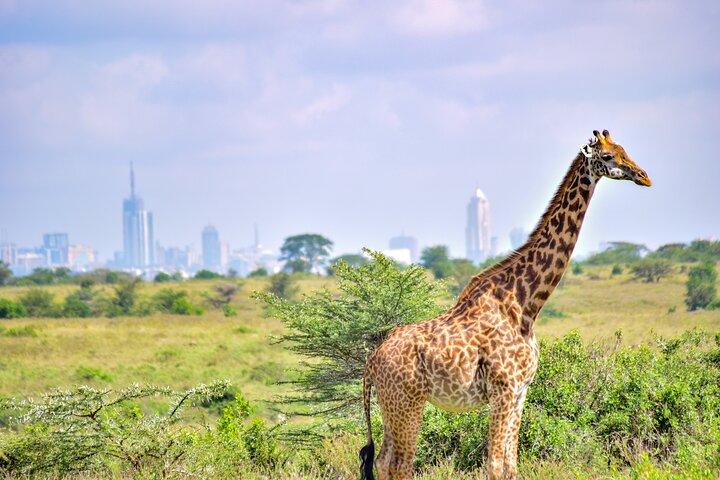 Nairobi National Park Morning Game Drive Group Tour