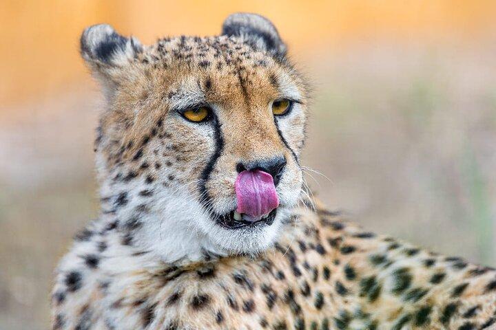 4 Days Safari Tour at Tarangire, Serengeti and Ngorongoro Crater
