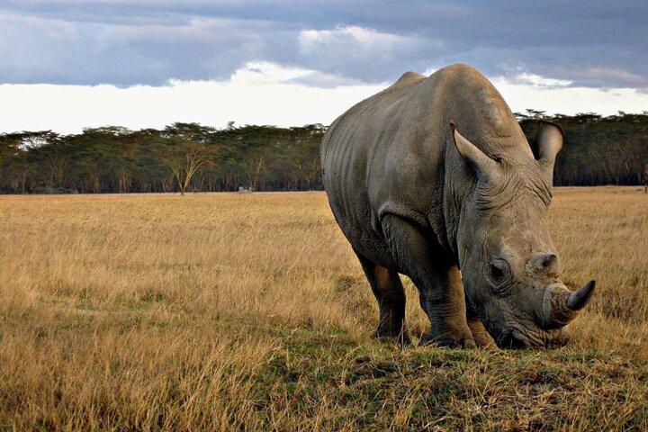 4 Days Safari Tour at Tarangire, Serengeti and Ngorongoro Crater