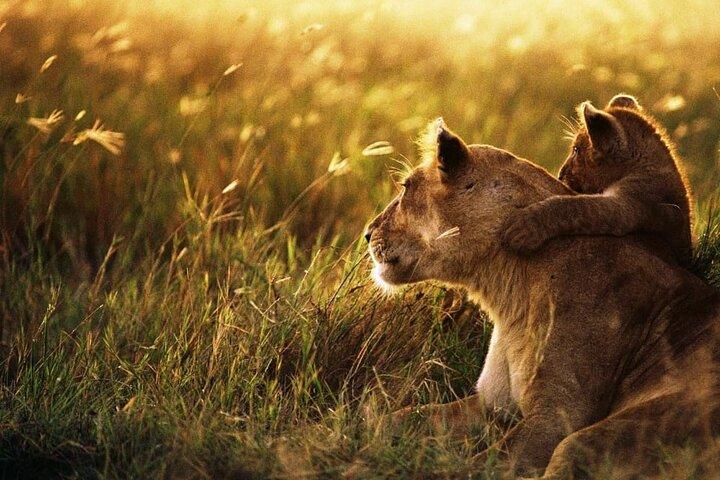 4 Days Safari Tour at Tarangire, Serengeti and Ngorongoro Crater