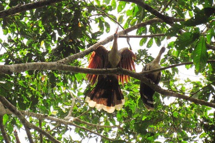 7 - Visite guidée d'une journée dans la jungle au départ d'Iquitos