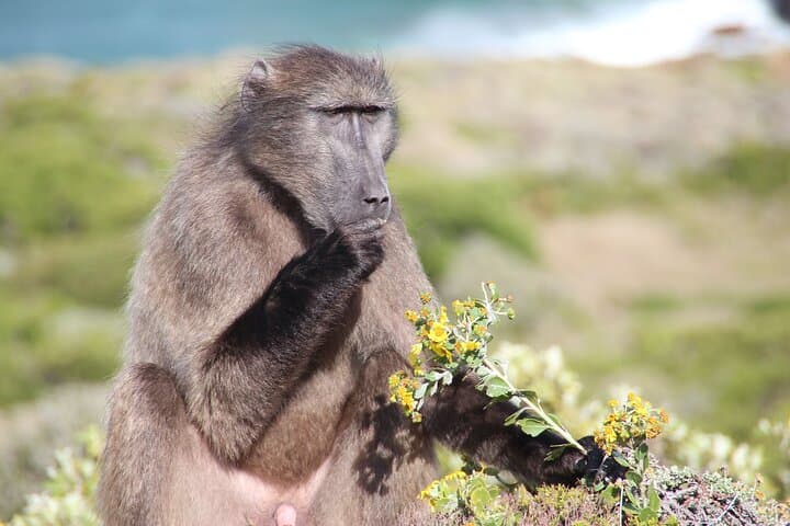 Table Mountain, Penguin,Cape Point Private Day Tour in Cape Town