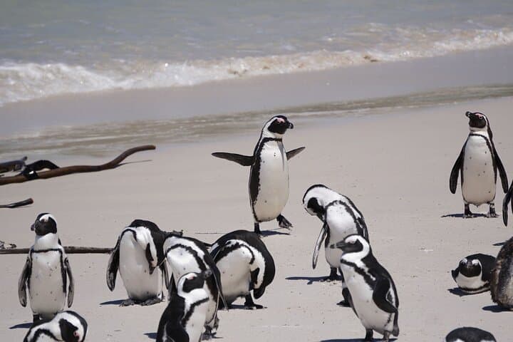 Table Mountain, Penguin,Cape Point Private Day Tour in Cape Town