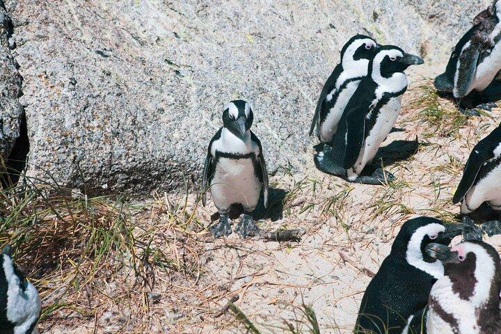 テーブルマウンテン、喜望峰 1 日グループ ツアー