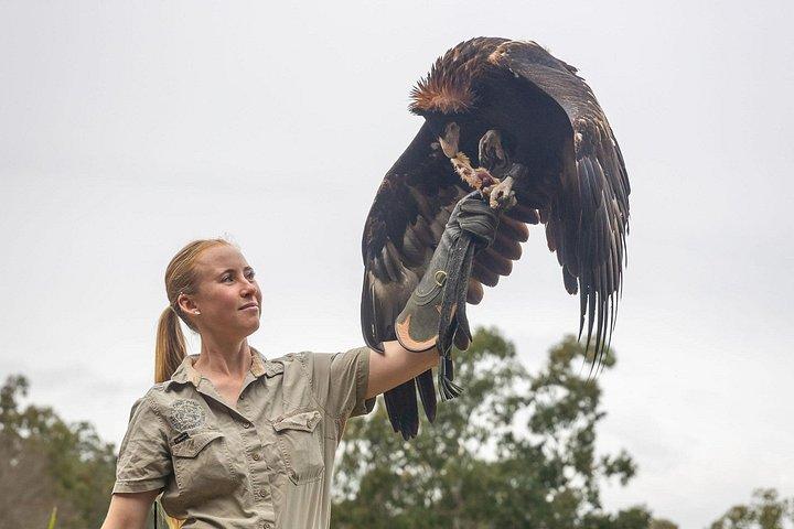 Lone Pine Koala Sanctuary-Tagespass