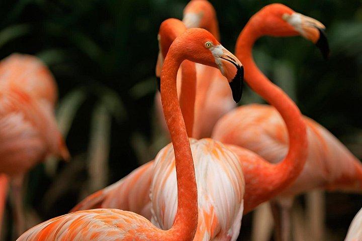 シンガポールバードパラダイス入場チケット