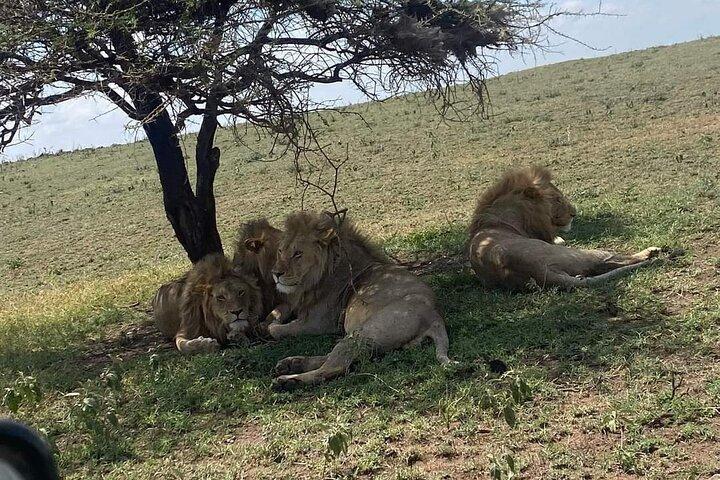 1. Safaris de um dia para Mikumi de trem de dar es salaam