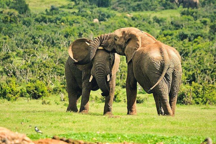 ナイロビ発、ソリオ牧場のサイ観察サファリ日帰り旅行