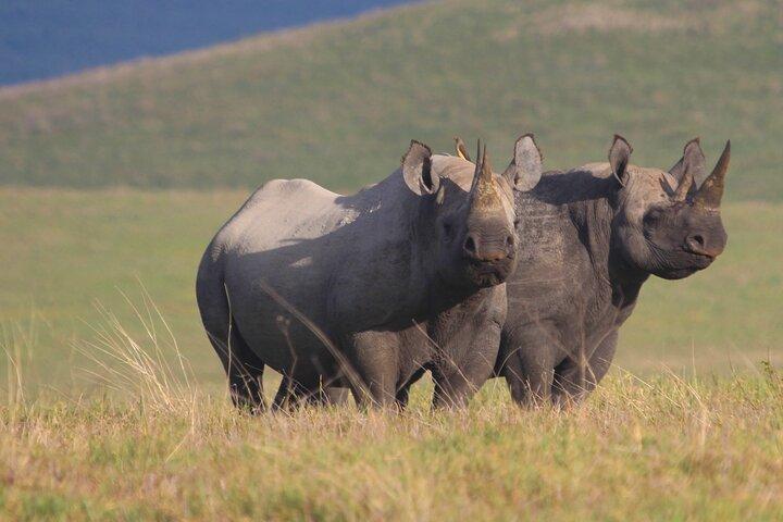 ナイロビ発、ソリオ牧場のサイ観察サファリ日帰り旅行